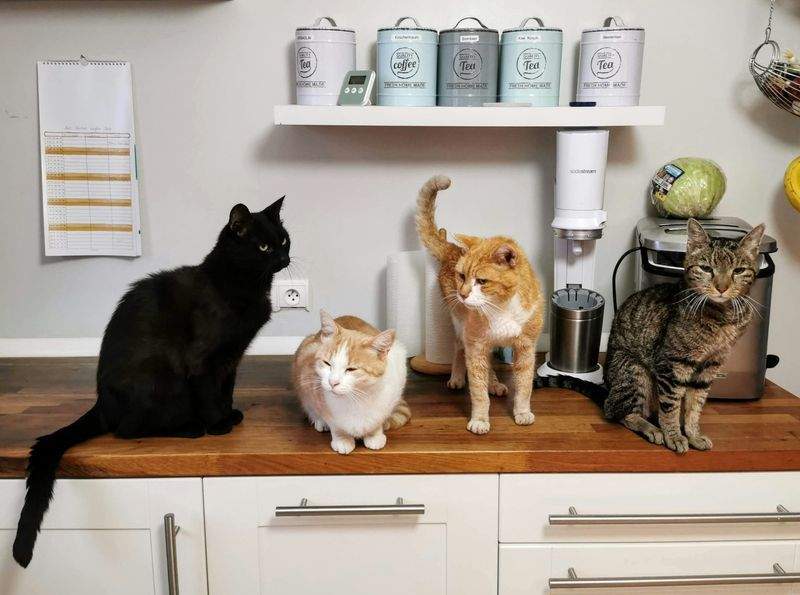 如何选择适合您家猫咪的玩具